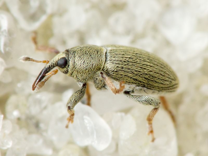 Tychius picirostris (Fabricius, 1787)